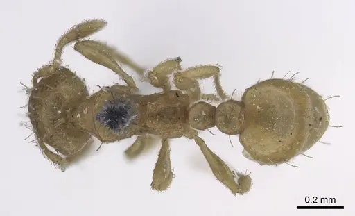 Ochetomyrmex semipolitus specimen CASENT0919729 image casent0919729_1