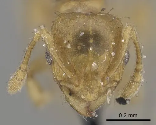 Ochetomyrmex semipolitus specimen CASENT0919729 image casent0919729_2