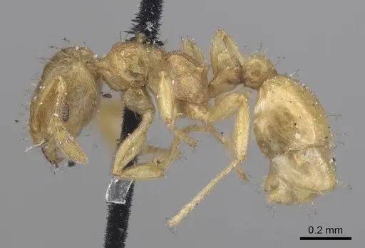 Ochetomyrmex semipolitus specimen CASENT0919729 image casent0919729_3