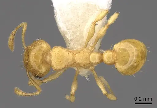 Ochetomyrmex semipolitus specimen CASENT0922803 image casent0922803_1