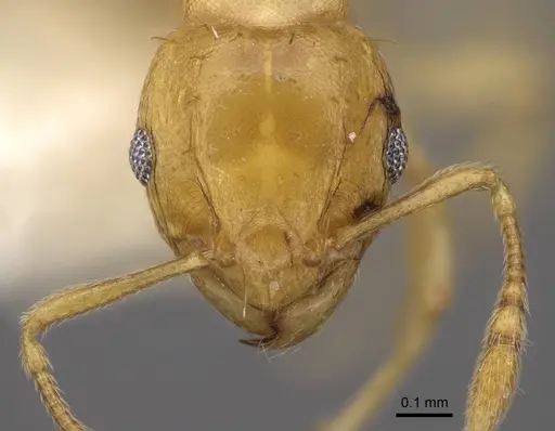 Ochetomyrmex semipolitus specimen CASENT0922803 image casent0922803_2