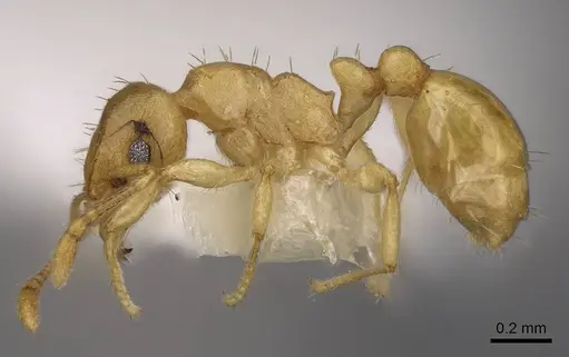 Ochetomyrmex semipolitus specimen CASENT0922803 image casent0922803_3