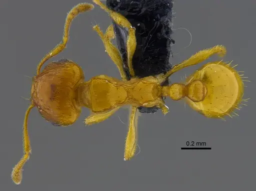 Ochetomyrmex semipolitus specimen CBUMAGENT41910 image cbumagent41910_1