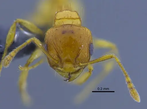 Ochetomyrmex semipolitus specimen CBUMAGENT41910 image cbumagent41910_2