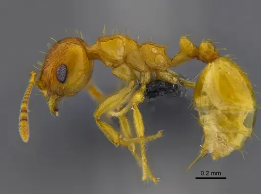 Ochetomyrmex semipolitus specimen CBUMAGENT41910 image cbumagent41910_3