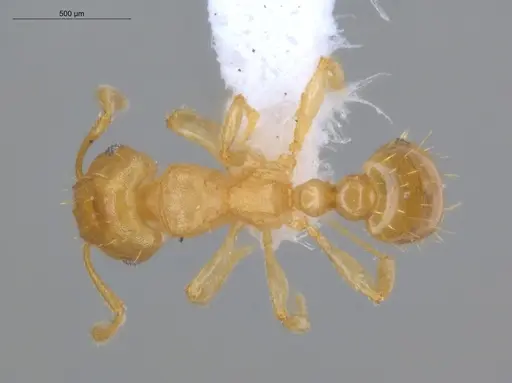Ochetomyrmex semipolitus specimen ECOFOG-IT14-0457-08 image ecofog-it14-0457-08_1