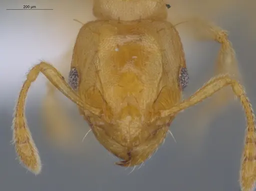 Ochetomyrmex semipolitus specimen ECOFOG-IT14-0457-08 image ecofog-it14-0457-08_2