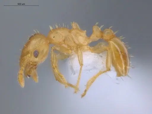 Ochetomyrmex semipolitus specimen ECOFOG-IT14-0457-08 image ecofog-it14-0457-08_3
