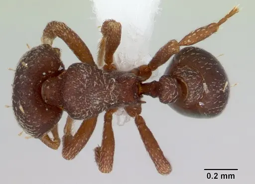 Octostruma amrishi specimen CASENT0001969 image casent0001969_1