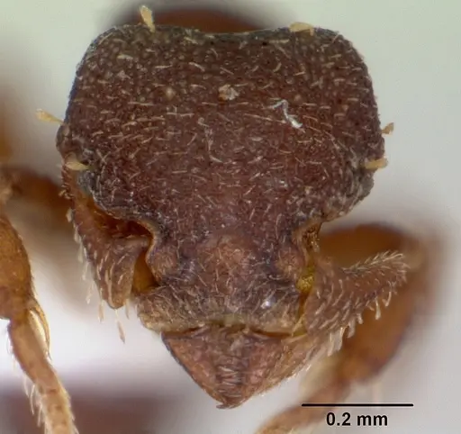 Octostruma amrishi specimen CASENT0001969 image casent0001969_2