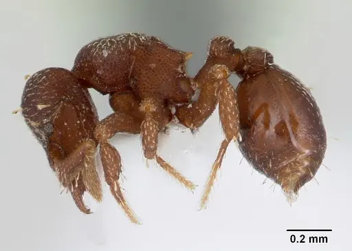 Octostruma amrishi specimen CASENT0001969 image casent0001969_3