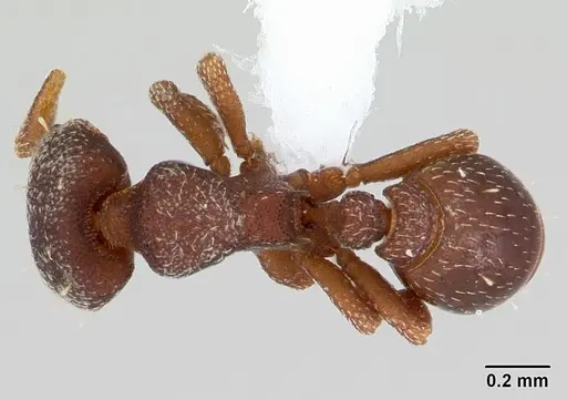 Octostruma amrishi specimen CASENT0423555 image casent0423555_1