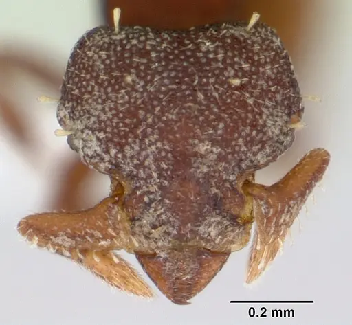 Octostruma amrishi specimen CASENT0423555 image casent0423555_2