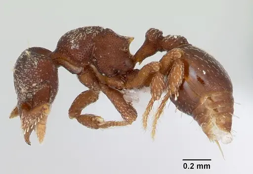 Octostruma amrishi specimen CASENT0423555 image casent0423555_3