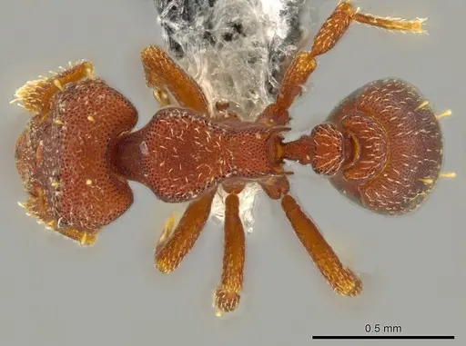 Octostruma amrishi specimen CASENT0625038 image casent0625038_1