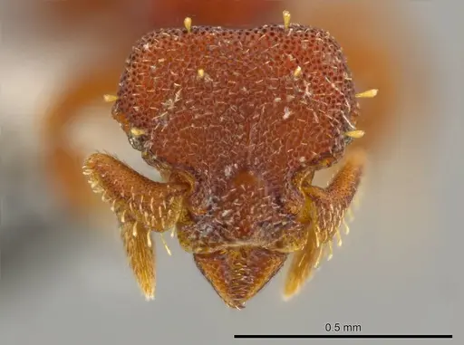 Octostruma amrishi specimen CASENT0625038 image casent0625038_2