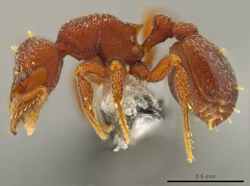 Octostruma amrishi specimen CASENT0625038 image casent0625038_3