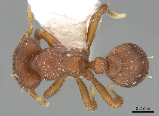 Octostruma amrishi specimen CASENT0914907 image casent0914907_1