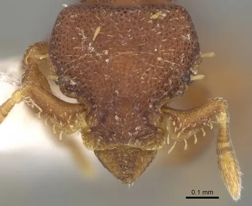 Octostruma amrishi specimen CASENT0914907 image casent0914907_2