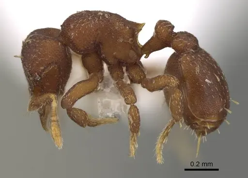 Octostruma amrishi specimen CASENT0914907 image casent0914907_3