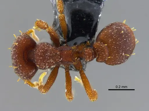 Octostruma amrishi specimen CBUMAGENT41985 image cbumagent41985_1