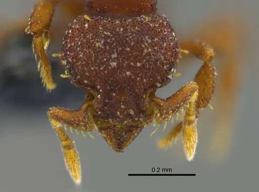 Octostruma amrishi specimen CBUMAGENT41985 image cbumagent41985_2