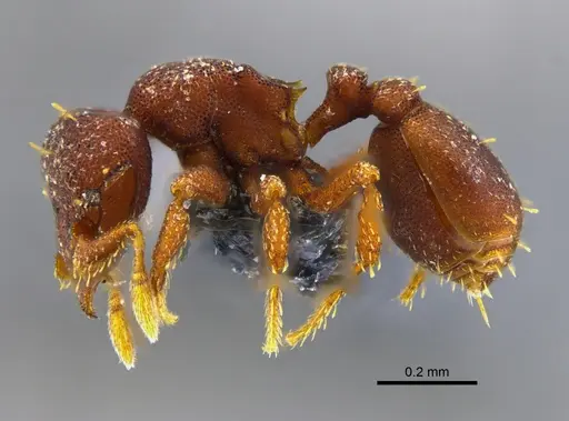 Octostruma amrishi specimen CBUMAGENT41985 image cbumagent41985_3