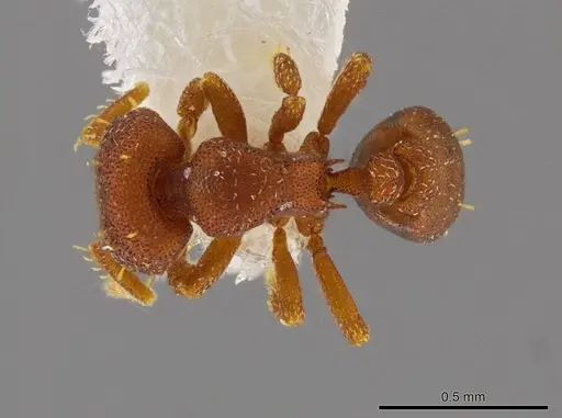 Octostruma amrishi specimen INBIOCRI001259486 image inbiocri001259486_1
