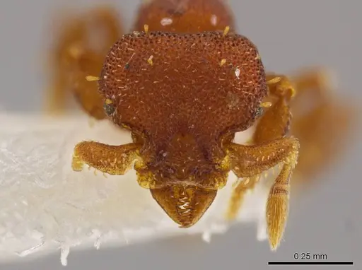 Octostruma amrishi specimen INBIOCRI001259486 image inbiocri001259486_2