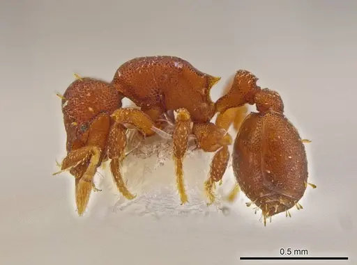 Octostruma amrishi specimen INBIOCRI001259486 image inbiocri001259486_3