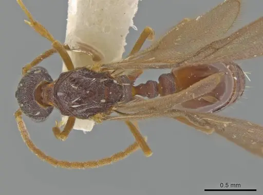 Octostruma amrishi specimen MCZENT00511427 image mczent00511427_1