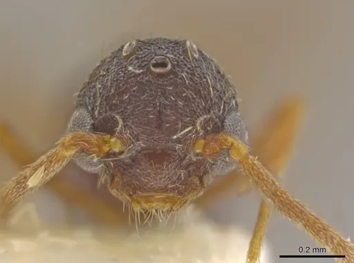 Octostruma amrishi specimen MCZENT00511427 image mczent00511427_2