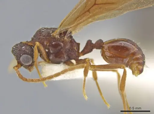 Octostruma amrishi specimen MCZENT00511427 image mczent00511427_3