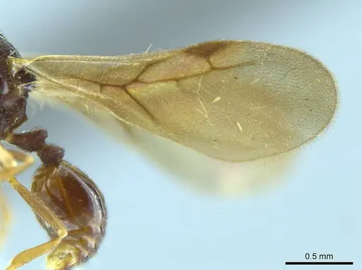 Octostruma amrishi specimen MCZENT00511427 image mczent00511427_4