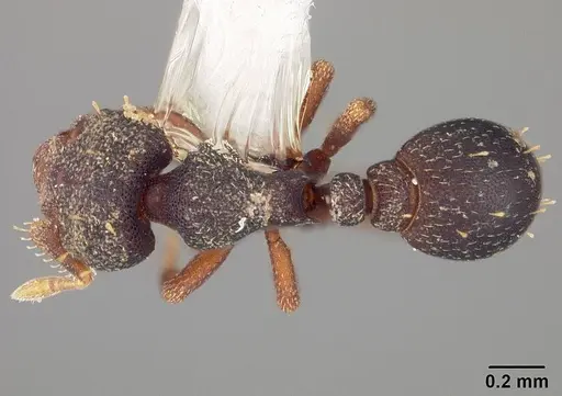 Octostruma amrishi specimen USNMENT00445323 image usnment00445323_1