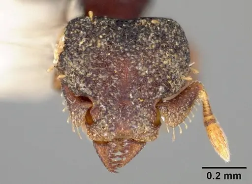 Octostruma amrishi specimen USNMENT00445323 image usnment00445323_2
