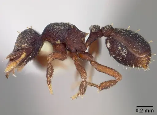 Octostruma amrishi specimen USNMENT00445323 image usnment00445323_3