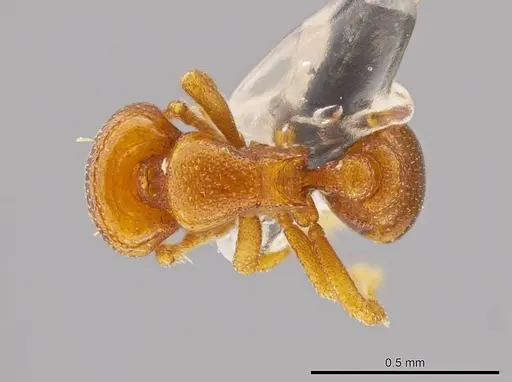 Octostruma ascrobicula specimen MCZ-ENT00511413 image mcz-ent00511413_1