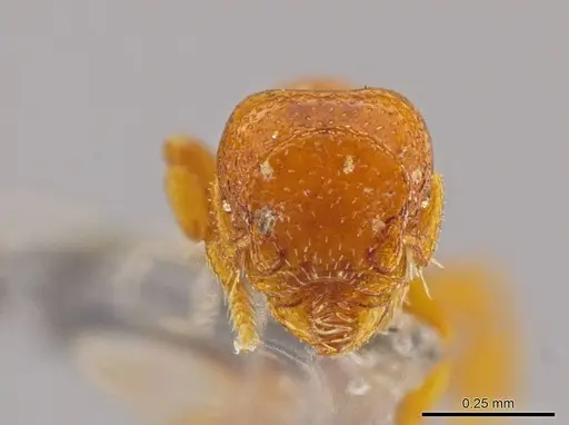 Octostruma ascrobicula specimen MCZ-ENT00511413 image mcz-ent00511413_2
