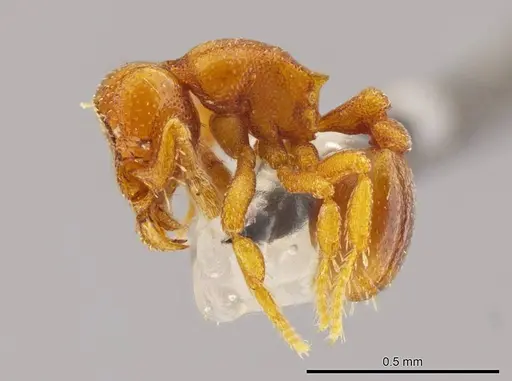 Octostruma ascrobicula specimen MCZ-ENT00511413 image mcz-ent00511413_3