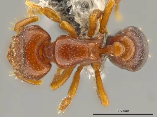 Octostruma ascrobis specimen CASENT0611295 image casent0611295_1