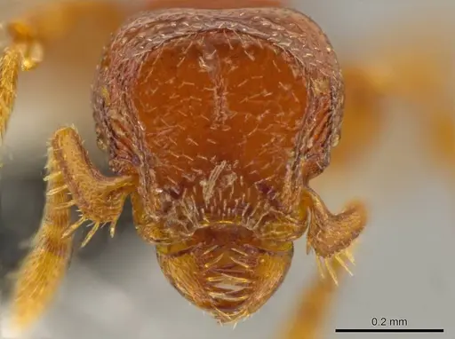 Octostruma ascrobis specimen CASENT0611295 image casent0611295_2
