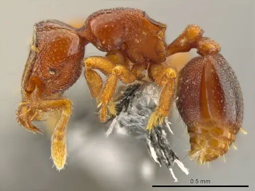 Octostruma ascrobis specimen CASENT0611295 image casent0611295_3