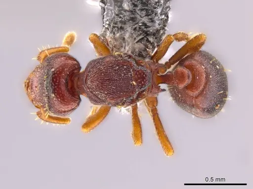 Octostruma ascrobis specimen CASENT0614238 image casent0614238_1