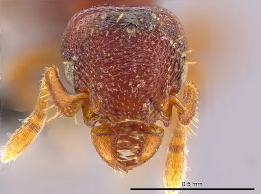 Octostruma ascrobis specimen CASENT0614238 image casent0614238_2