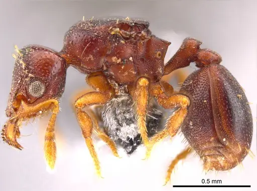 Octostruma ascrobis specimen CASENT0614238 image casent0614238_3