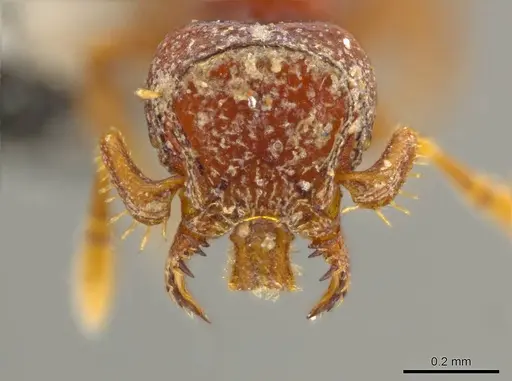 Octostruma ascrobis specimen CASENT0627355 image casent0627355_1