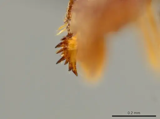 Octostruma ascrobis specimen CASENT0627355 image casent0627355_2