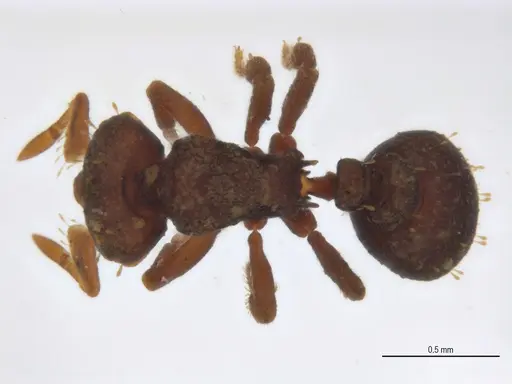 Octostruma balzani specimen ANTWEB1062555 image antweb1062555_1