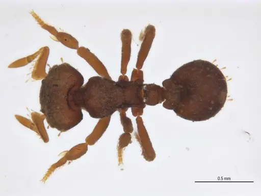Octostruma balzani specimen ANTWEB1062556 image antweb1062556_1